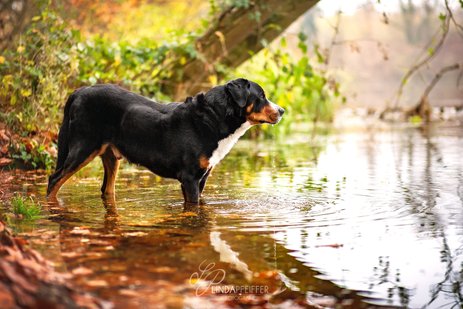 Schwarzer Hund am Wasser im Wald