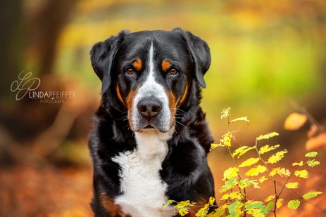 Portrait Grosser Schweizer Sennenhund im Herbst