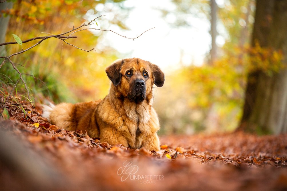 Hund beim Fotoshooting im Herbst