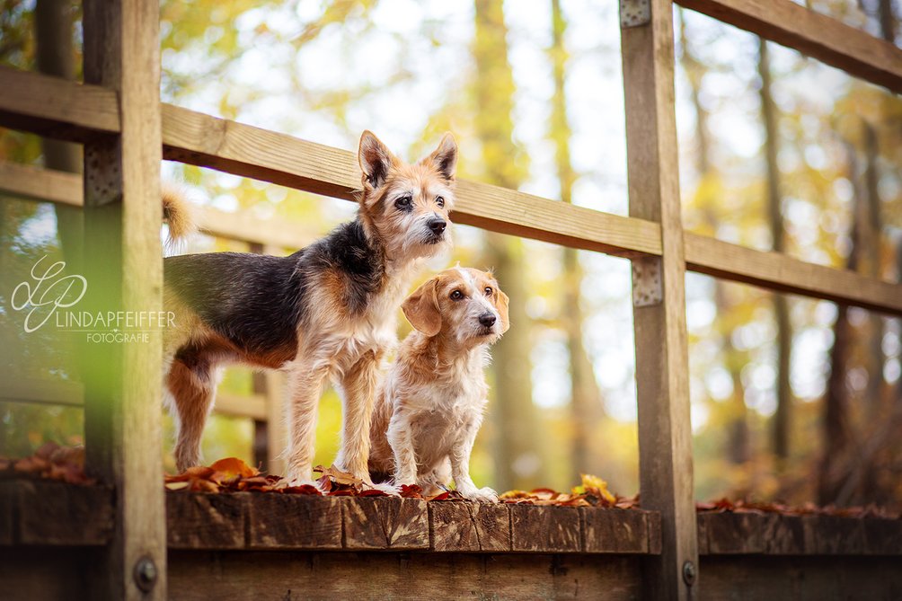 Hunde auf Holzbrücke im herbstlichen Wald