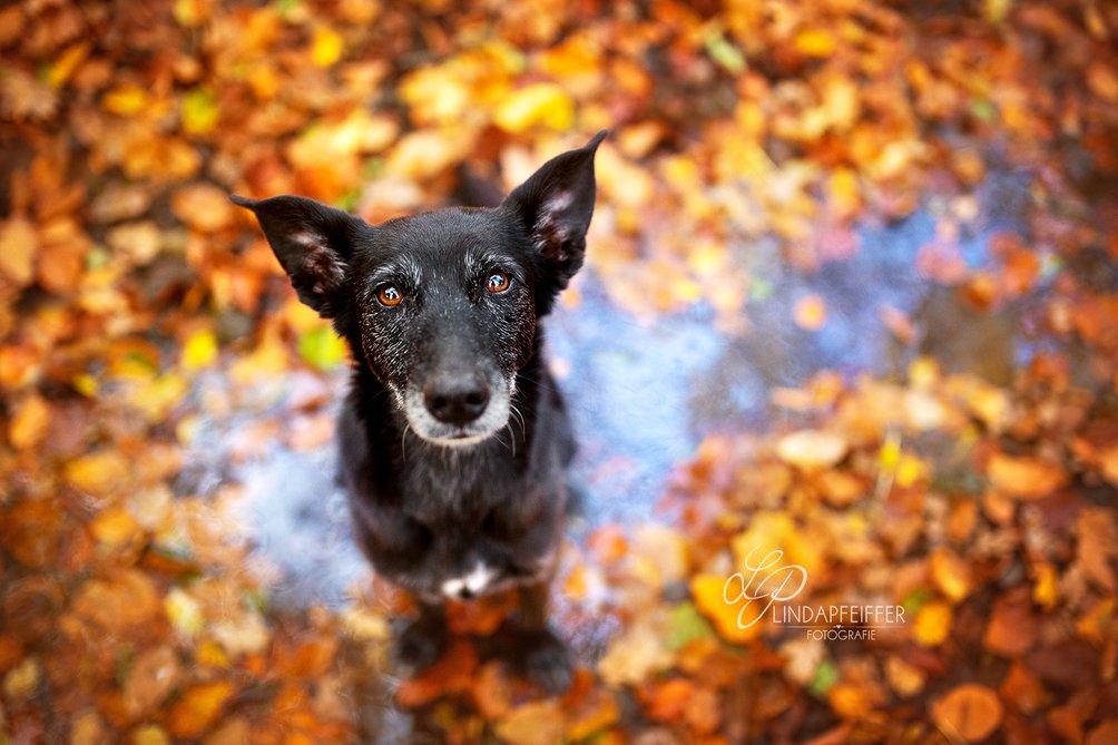 Schwarzer Hund im Herbstlaub