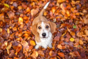Hund im Herbstlaub