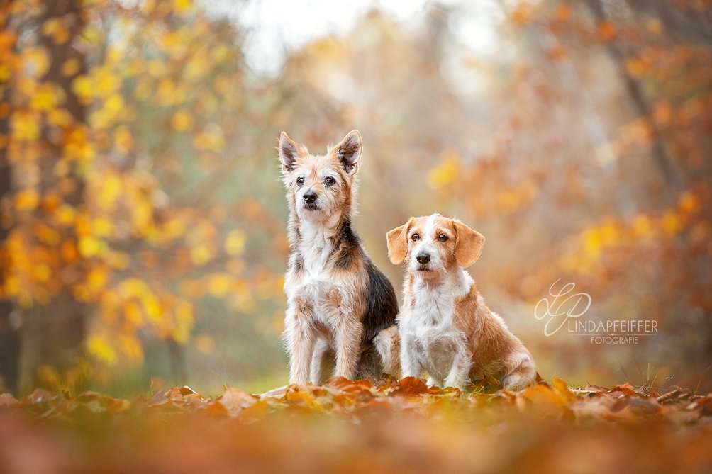 Mischlingshunde im Herbst