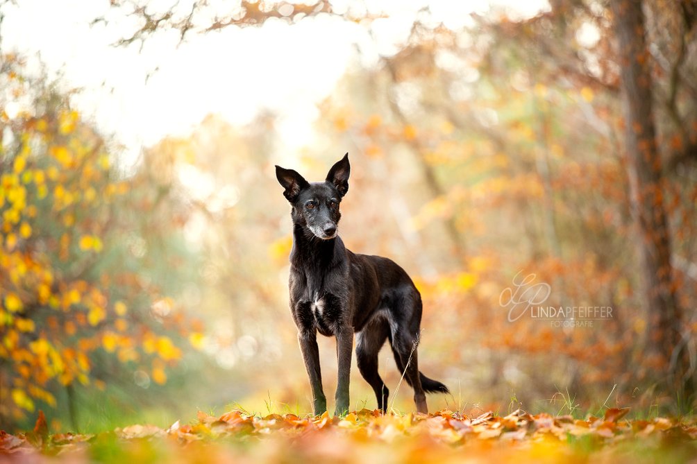 Schwarzer Hund im goldenen Herbstwald