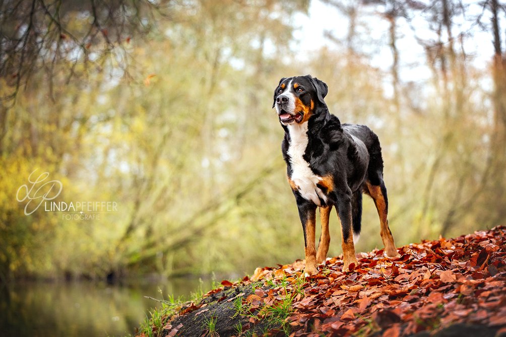 Grosser Schweizer Sennenhund im Herbstwald