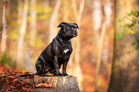 Schwarzer Hund im Herbstwald
