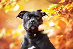 Schwarzer Hund im Herbst