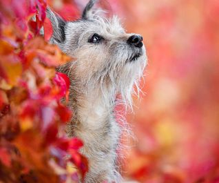 Herbstfotoshooting mit Hund - Terrier - Linda Pfeiffer