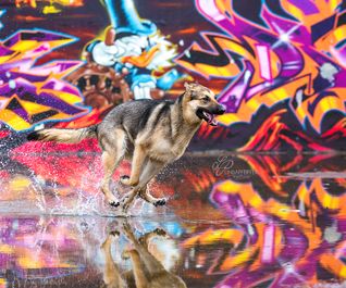 Schäferhund bei Graffiti-Hundefotoshooting