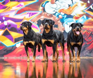 Rottweiler beim Graffiti-Hundefotoshooting mit Spiegelung im Wasser
