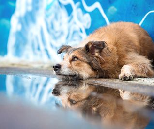 Mischlingshund bei Hundefotoshooting im Lost Place mit Graffiti
