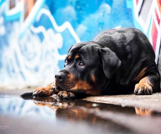 Rottweiler beim Lost-Place-Fotoshooting mit Graffiti