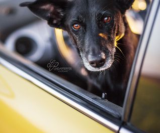 Mischlingshund auf dem Fahrersitz eines gelben Minicooper
