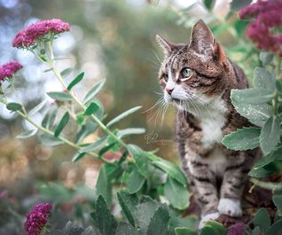 Katze beim Fotoshooting im Garten