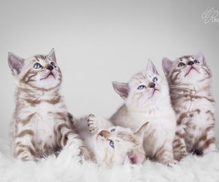Bengalkitten - Katzenbabies beim Kittenfotoshooting