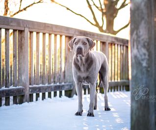 Winterfotoshooting mit Labrador in Hannover