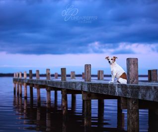 Mischlingshund auf Bootssteg zur blauen Stunde, Region Hannover