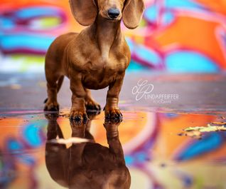 Graffitifotoshooting mit Hund in Hannover - Dackelwelpe - Pfeiffer