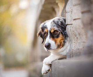 Aussie Hund beim Hannoverliebt-Fotoshooting in Hannover