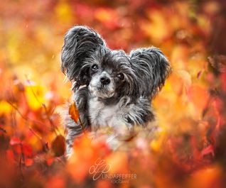 Herbstfoto mit Chinese Crested Powderpuff - Linda Pfeiffer