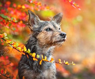 Herbstfoto mit Terrier - Hundefotoshooting