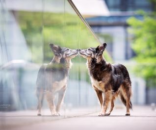 Hund spiegelt sich in Glasscheibe bei urbanem Fotoshooting