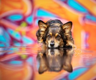Graffiti-Hundefoto mit Spiegelung im Wasser - Hannover