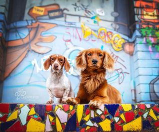 Lost Place - Graffiti-Fotoshooting mit Hund - Dackel - Hannover