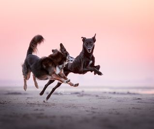 Laufende Hunde am Ostseestrand im Sonnenuntergang
