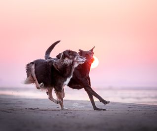 Laufende Hunde am Ostseestrand der Kieler Förde im Sonnenuntergang