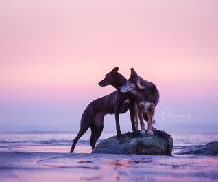 Hundefotoshooting am Strand bei Sonnenuntergang - Linda Pfeiffer